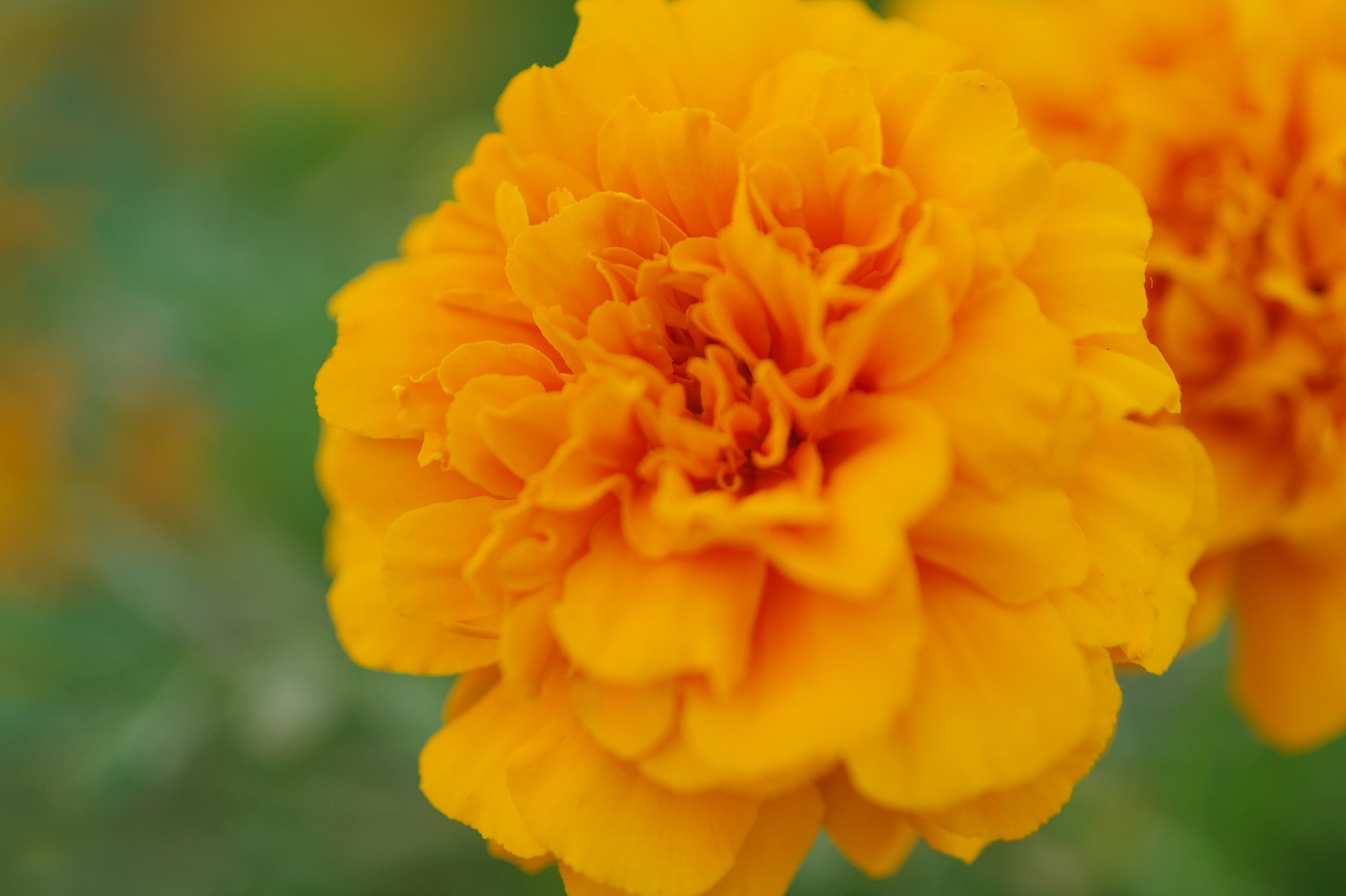 あしかがフラワーパークの花々