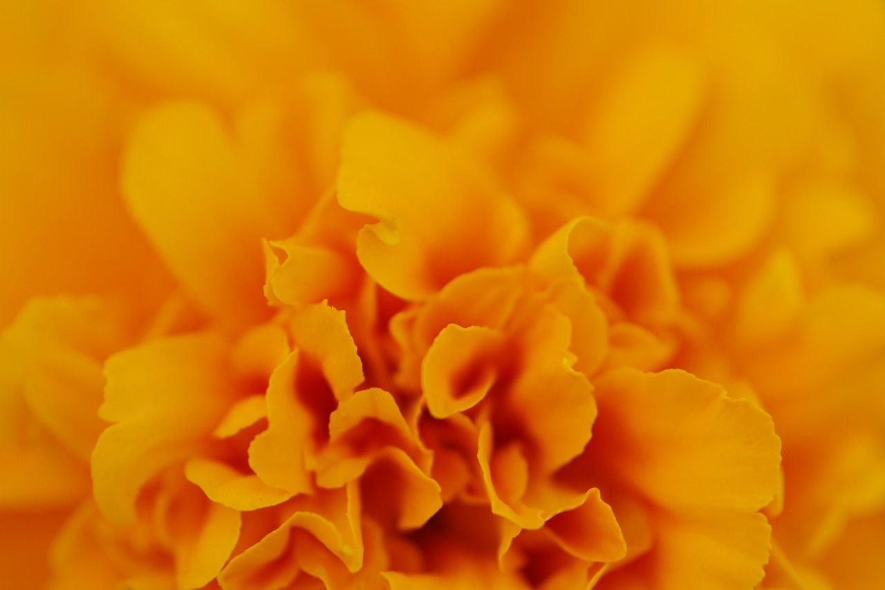 あしかがフラワーパークの花々