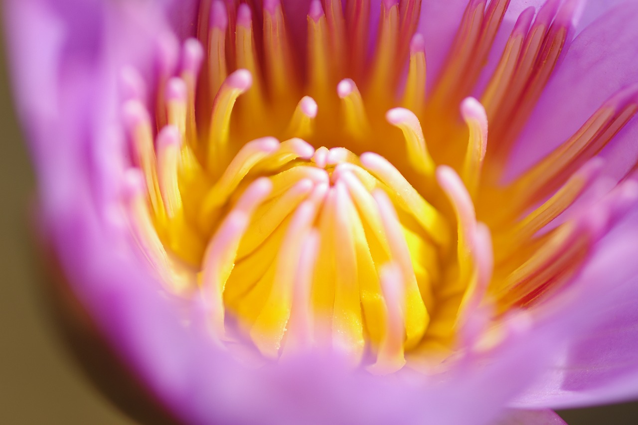 あしかがフラワーパークの花々