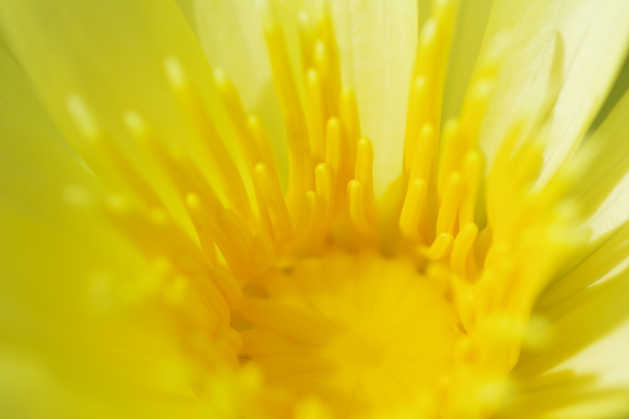 あしかがフラワーパークの花々