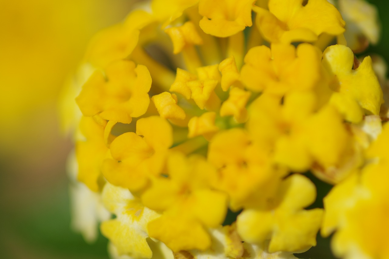 あしかがフラワーパークの花々