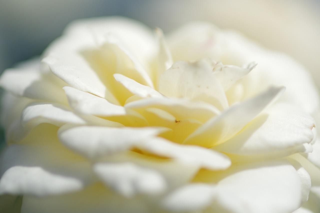 あしかがフラワーパークの花々