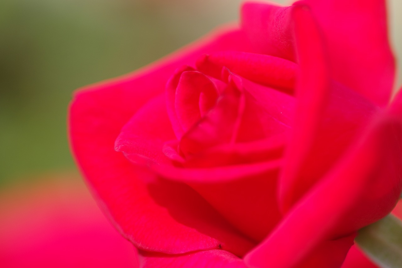 あしかがフラワーパークの花々