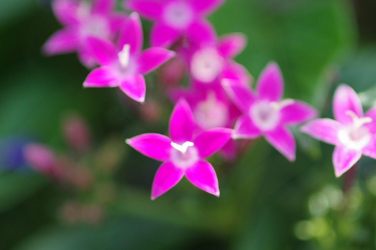 あしかがフラワーパークの花々