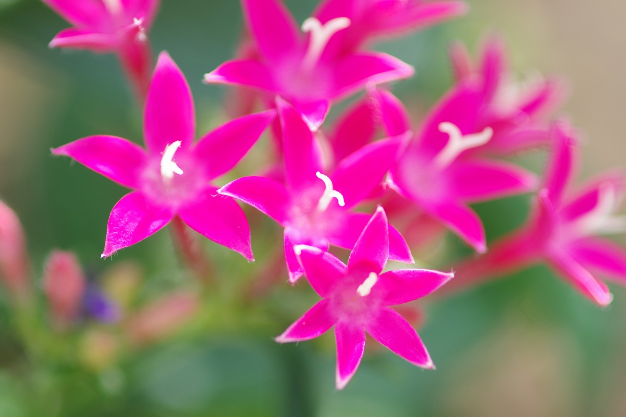 あしかがフラワーパークの花々