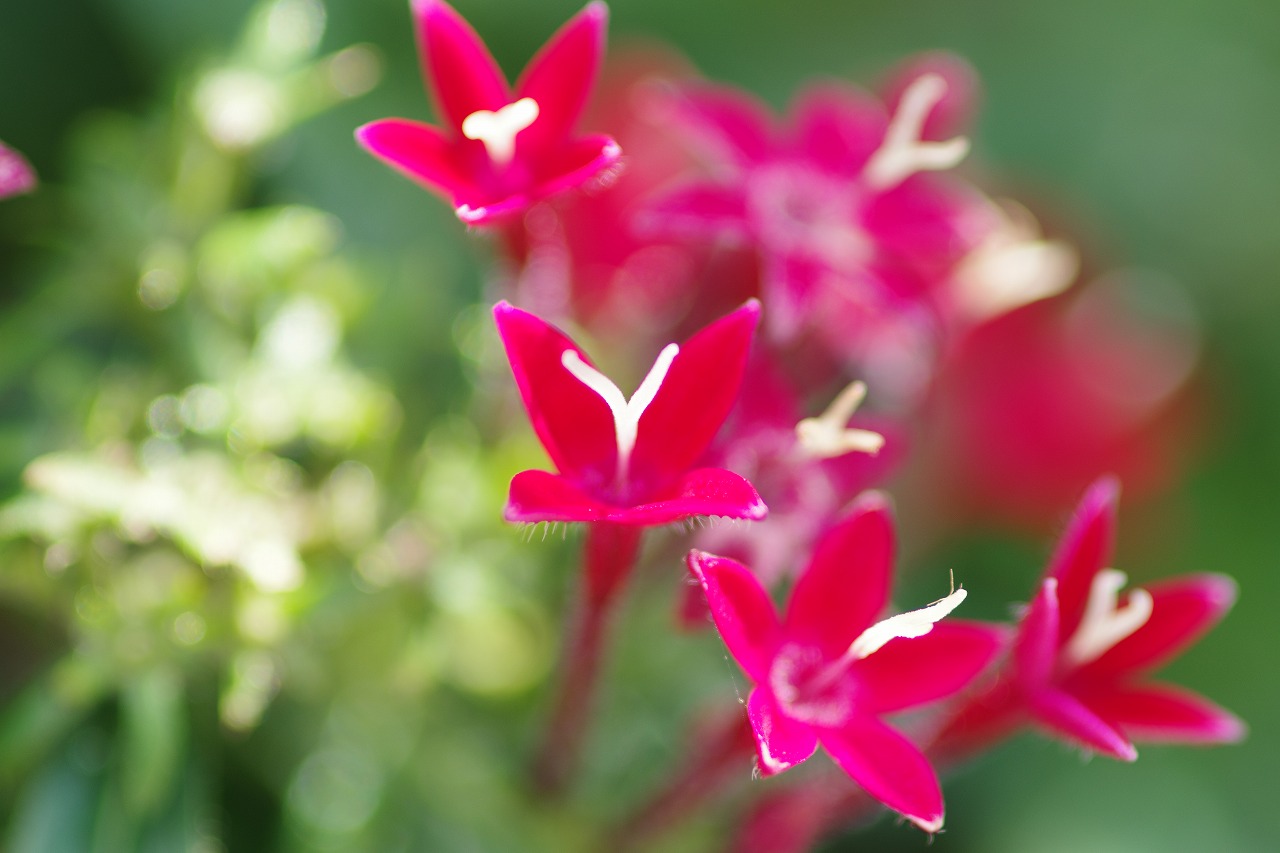 あしかがフラワーパークの花々