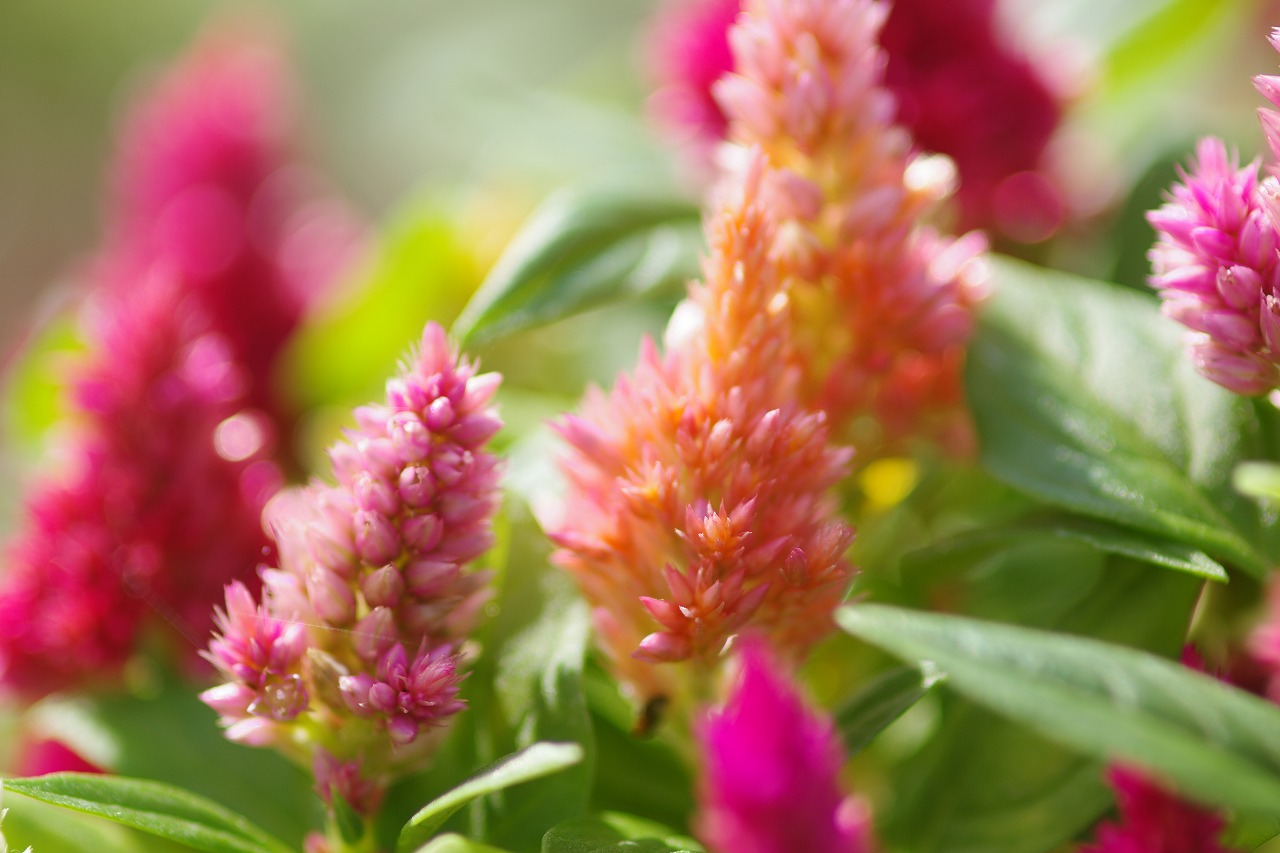 あしかがフラワーパークの花々