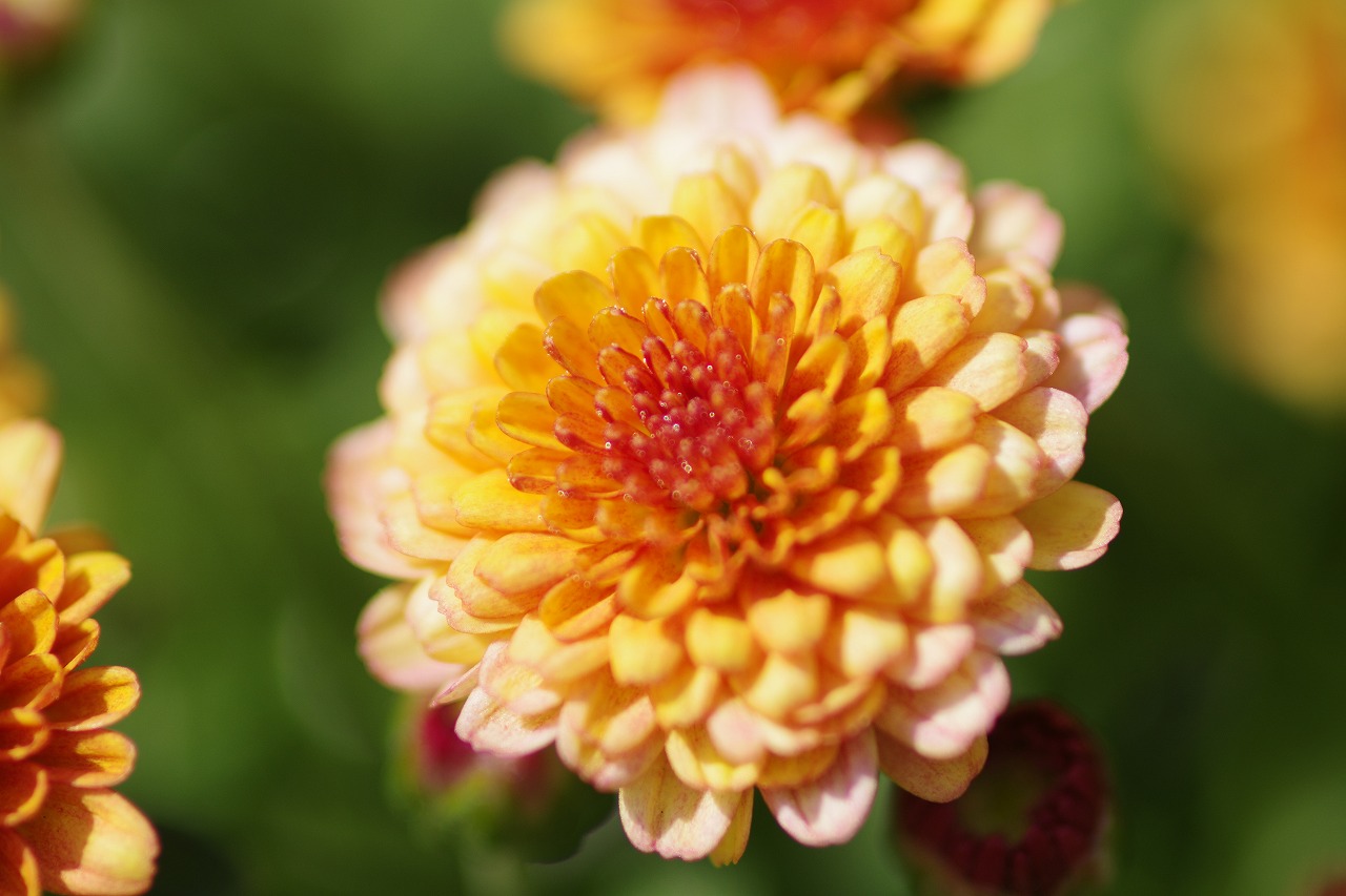 あしかがフラワーパークの花々