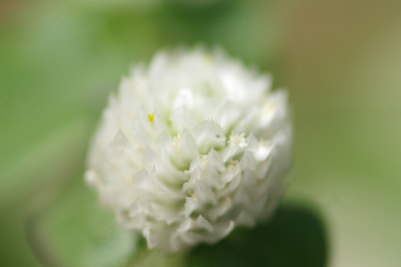 あしかがフラワーパークの花々