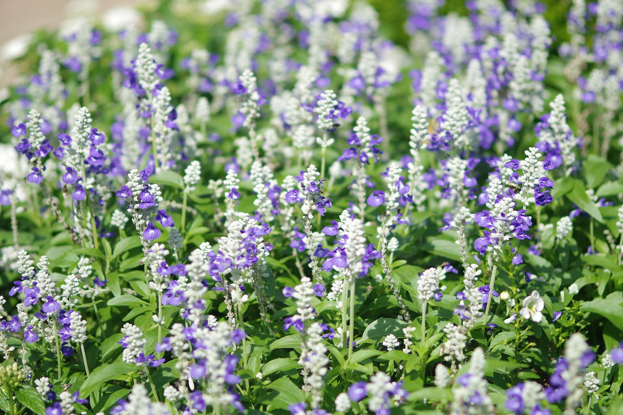 あしかがフラワーパークの花々