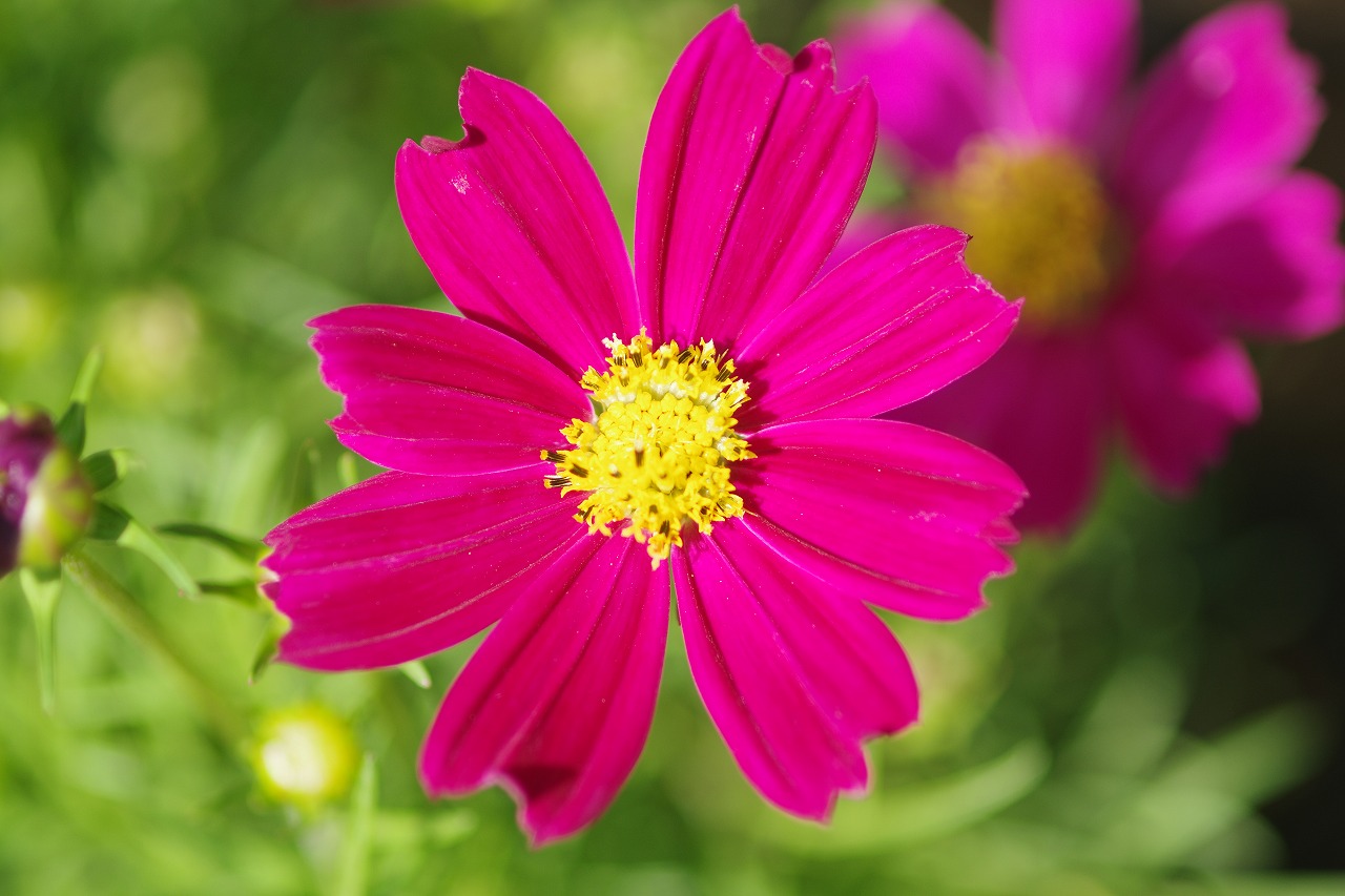 あしかがフラワーパークの花々