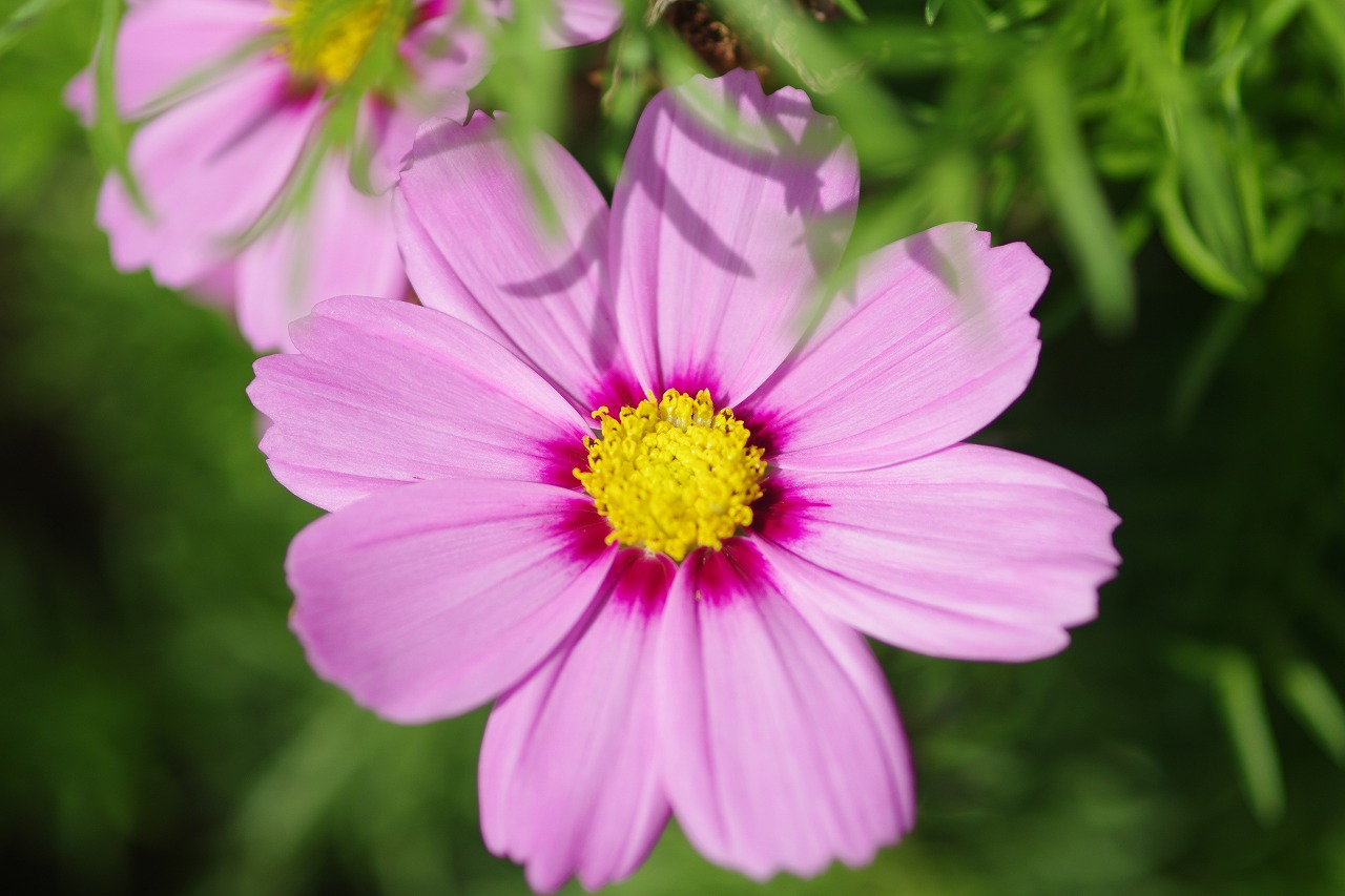あしかがフラワーパークの花々