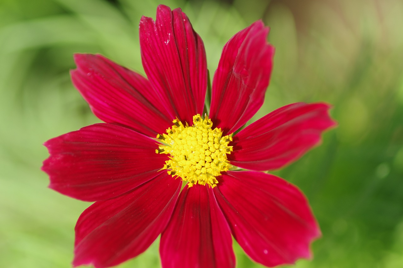 あしかがフラワーパークの花々