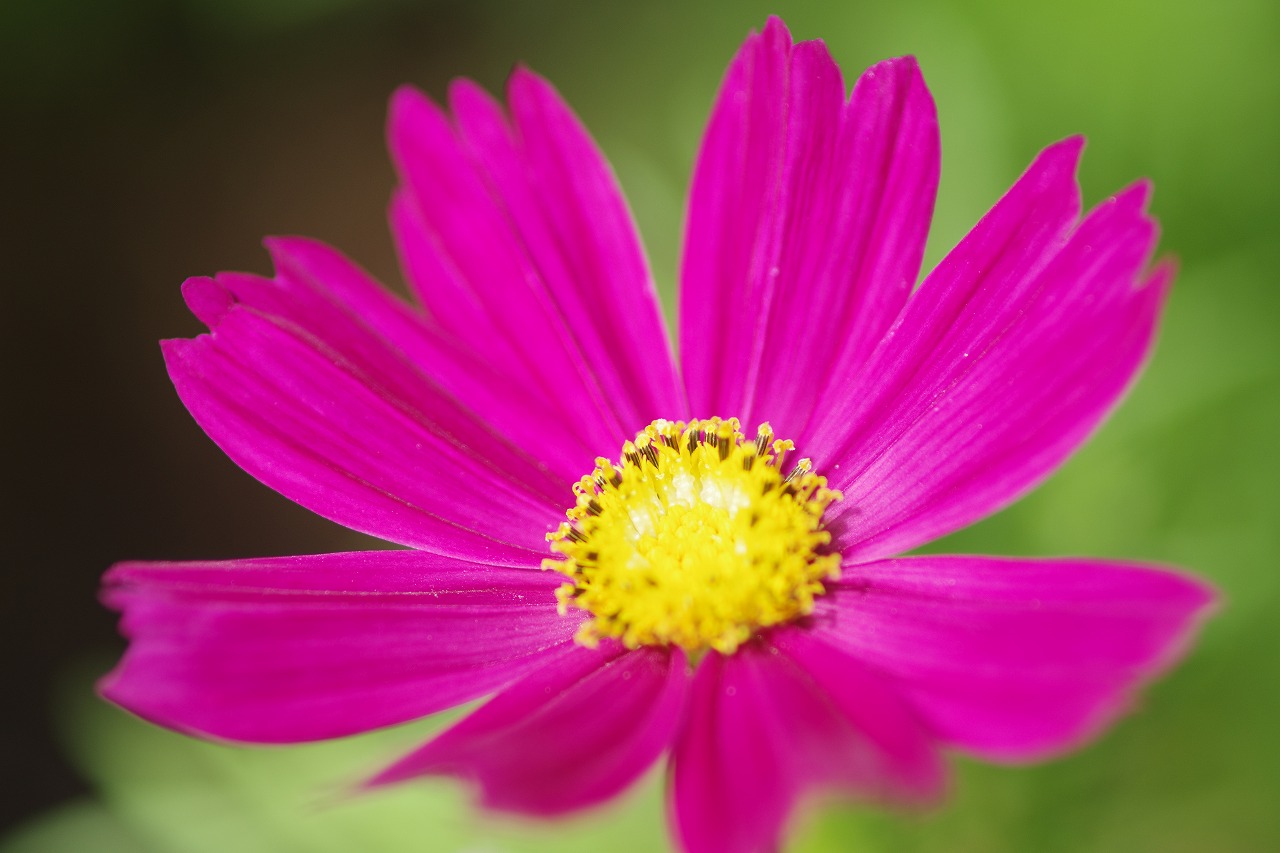 あしかがフラワーパークの花々