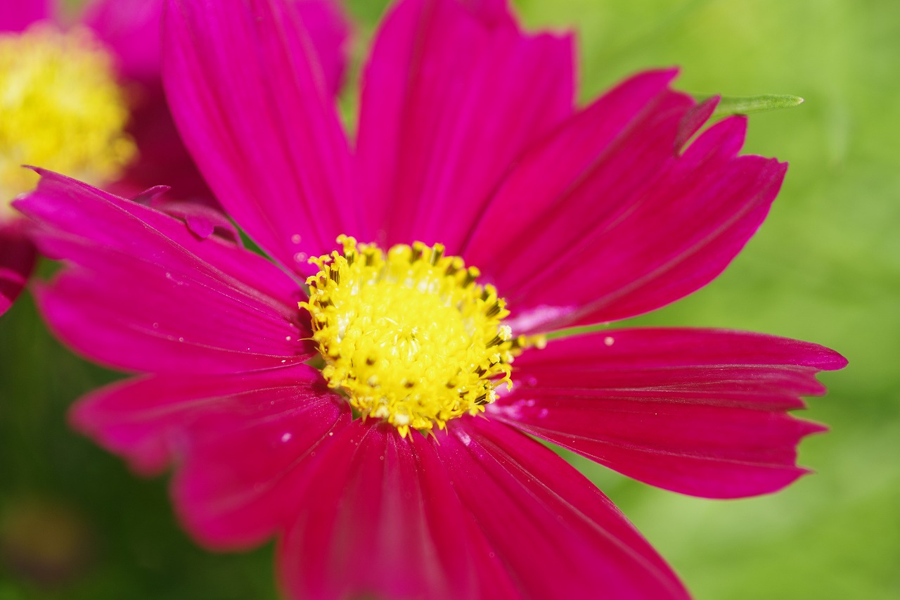 あしかがフラワーパークの花々