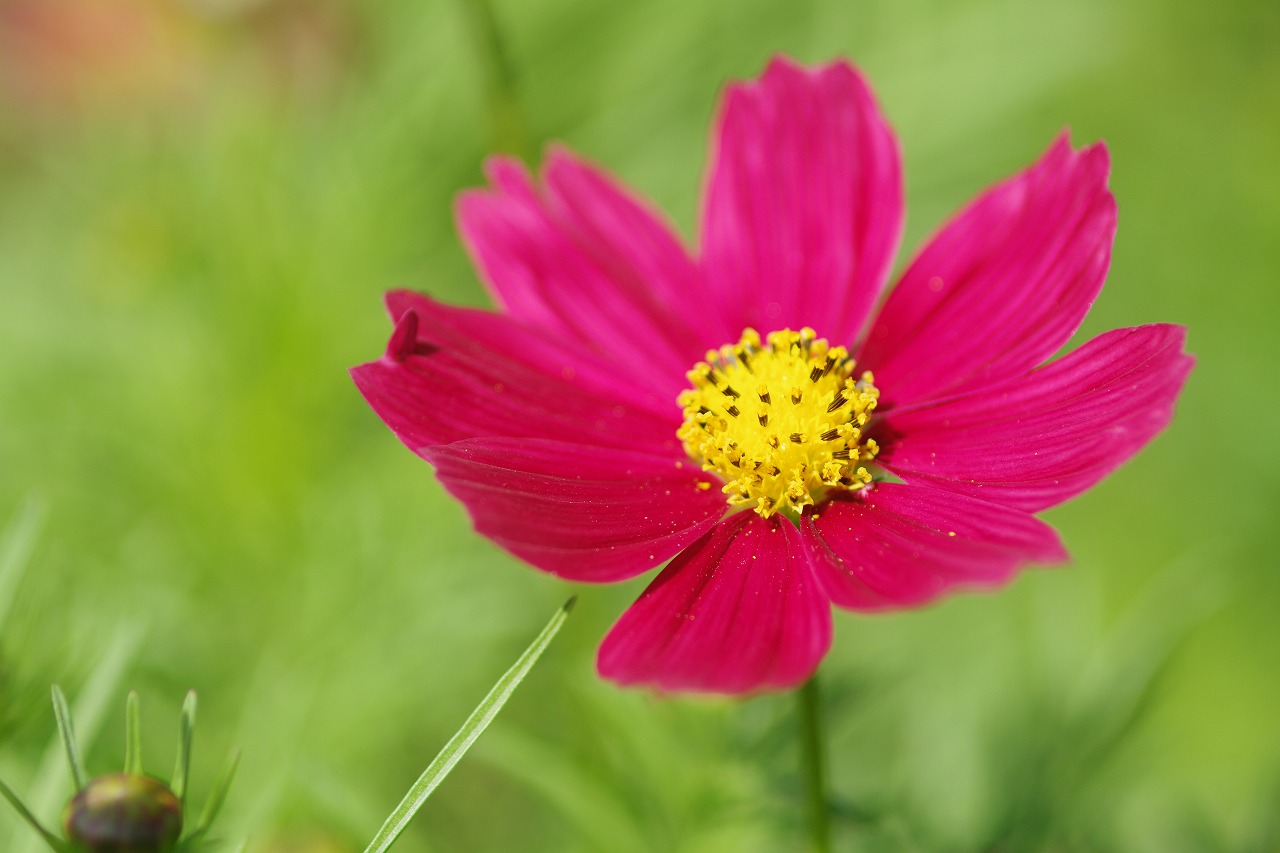 あしかがフラワーパークの花々