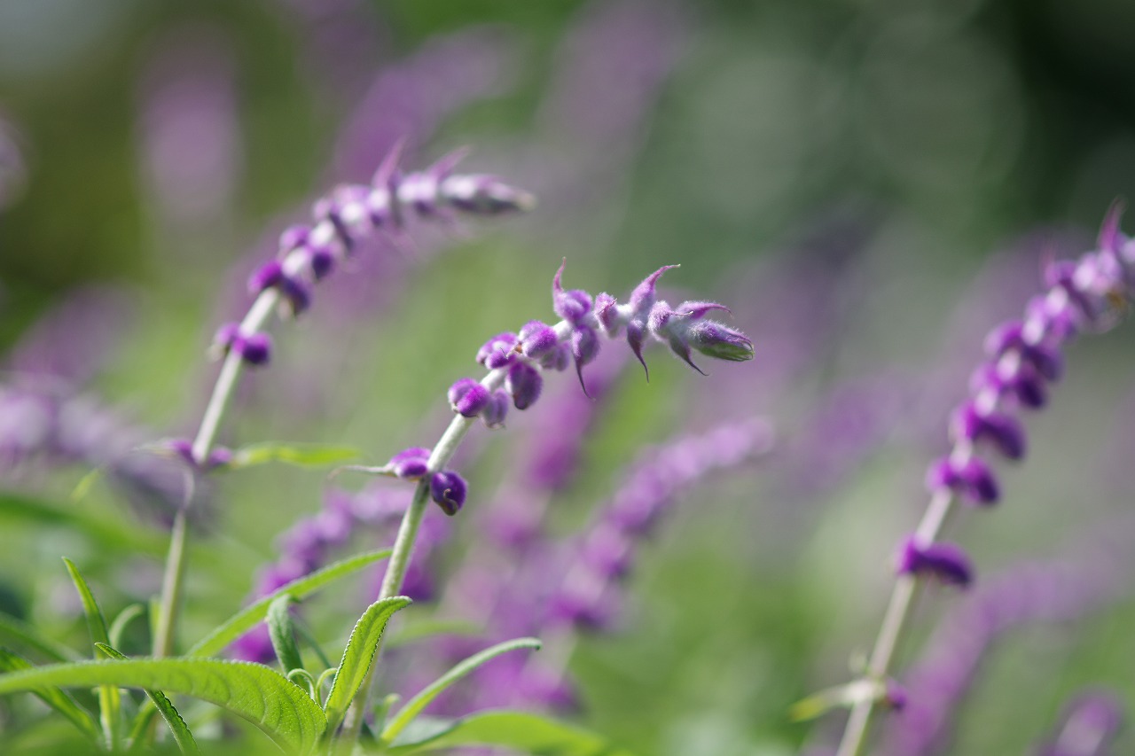 あしかがフラワーパークの花々