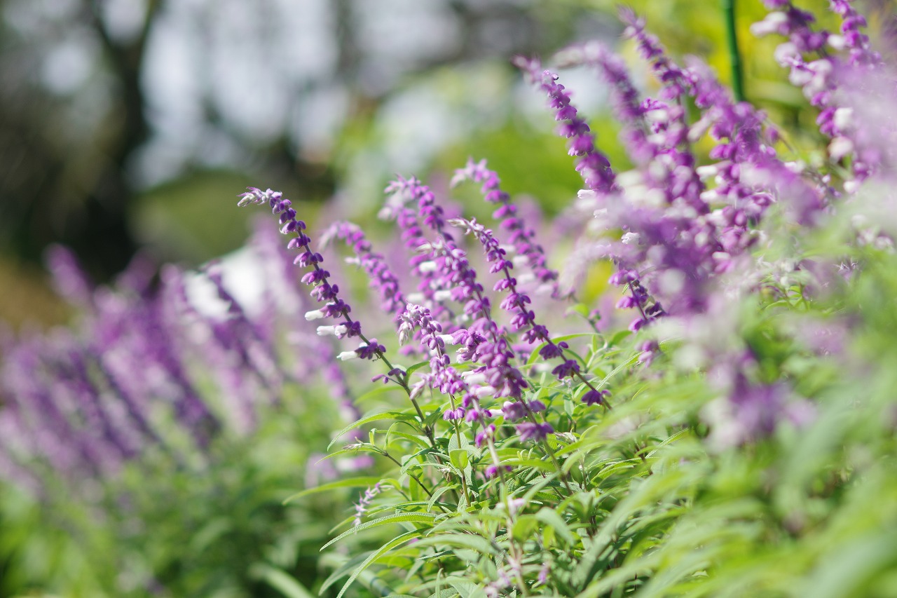あしかがフラワーパークの花々