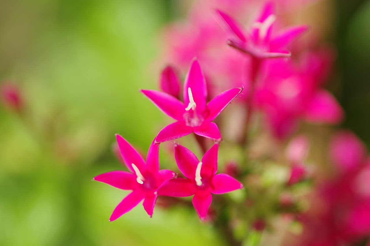 あしかがフラワーパークの花々