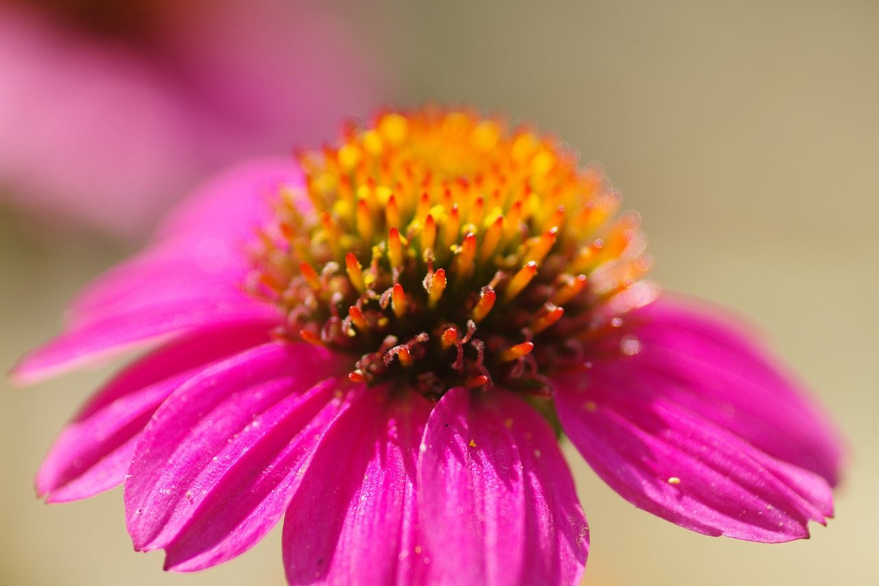 あしかがフラワーパークの花々
