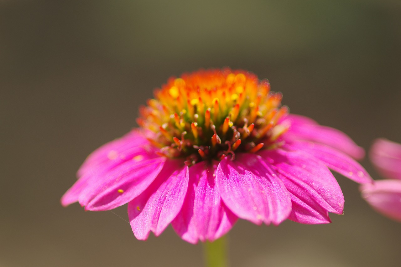 あしかがフラワーパークの花々