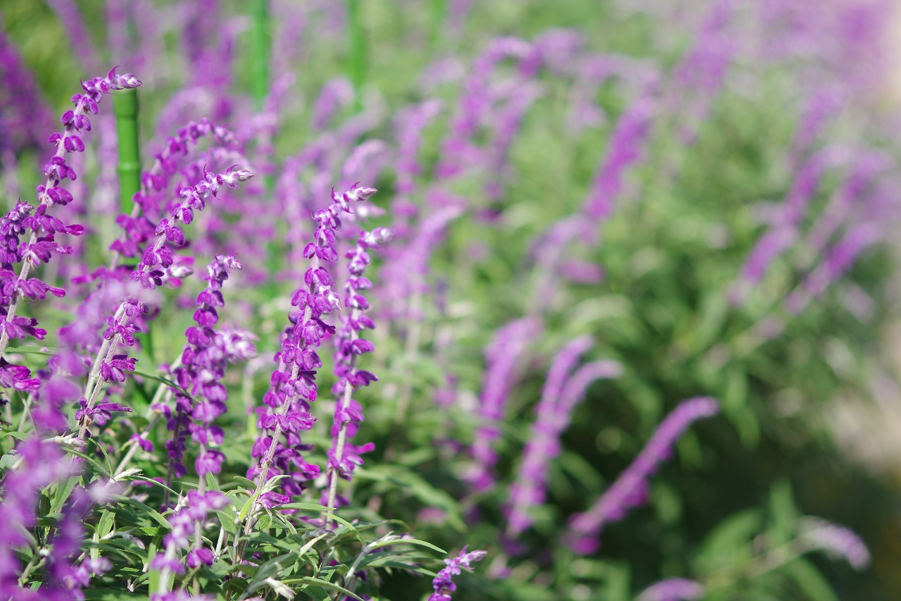 あしかがフラワーパークの花々