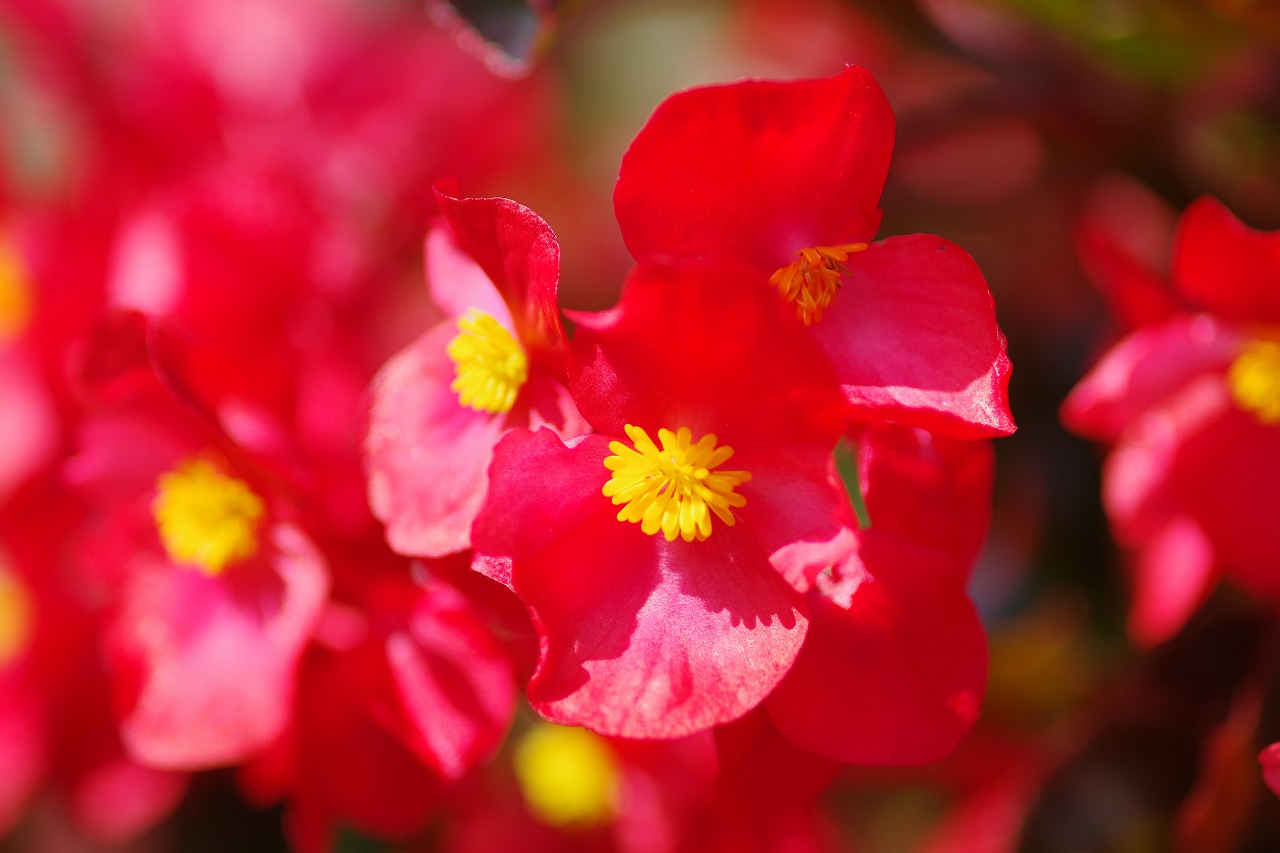 あしかがフラワーパークの花々