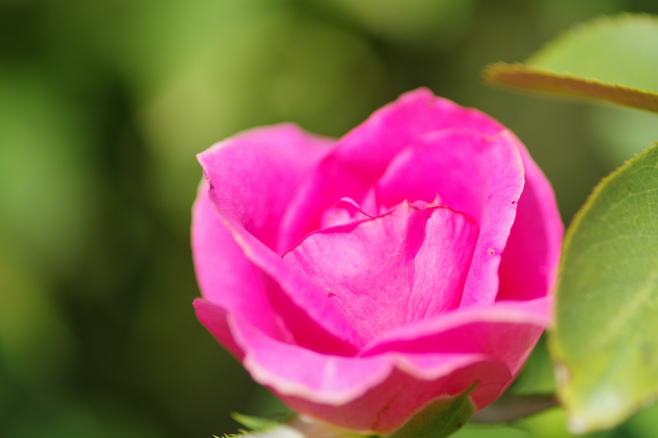 あしかがフラワーパークの花々