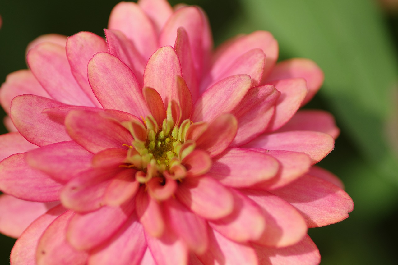 あしかがフラワーパークの花々