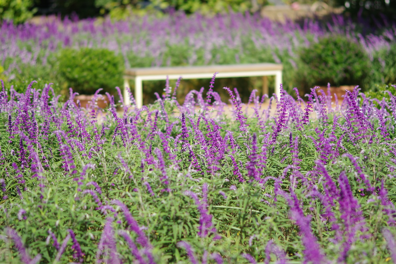 あしかがフラワーパークの花々