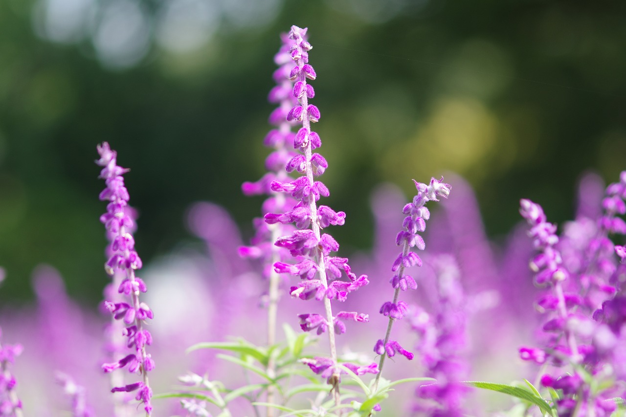 あしかがフラワーパークの花々