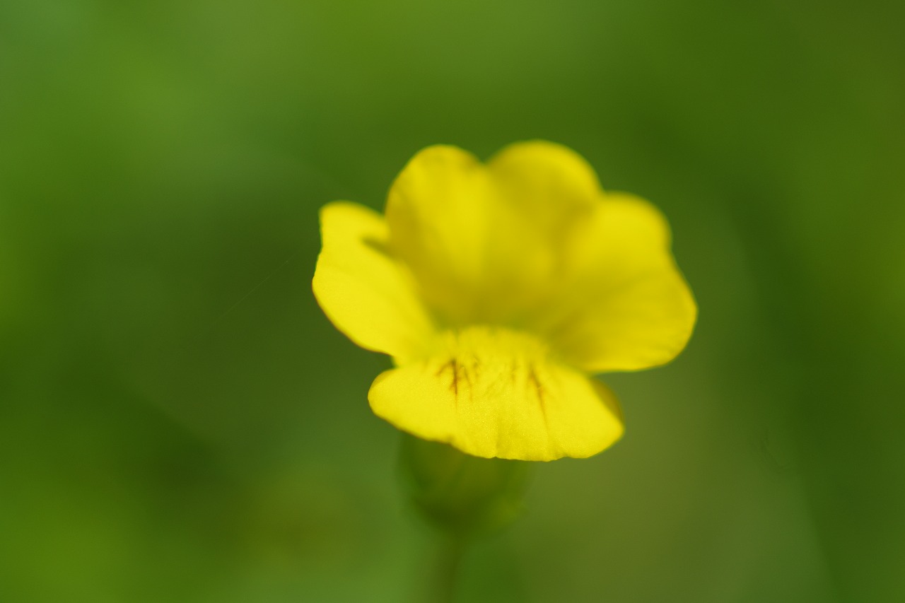 あしかがフラワーパークの花々