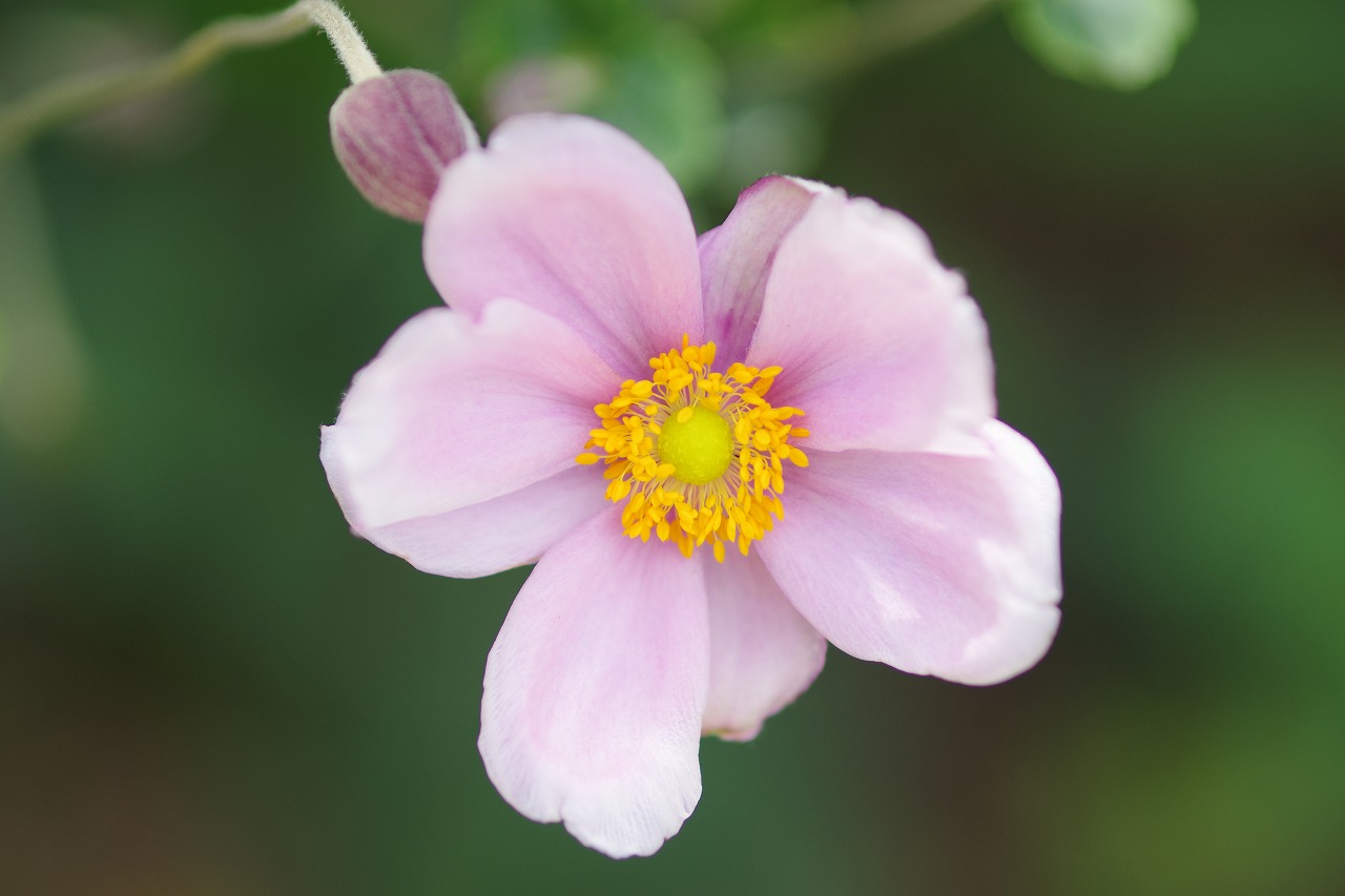 あしかがフラワーパークの花々