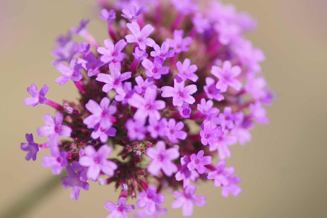あしかがフラワーパークの花々