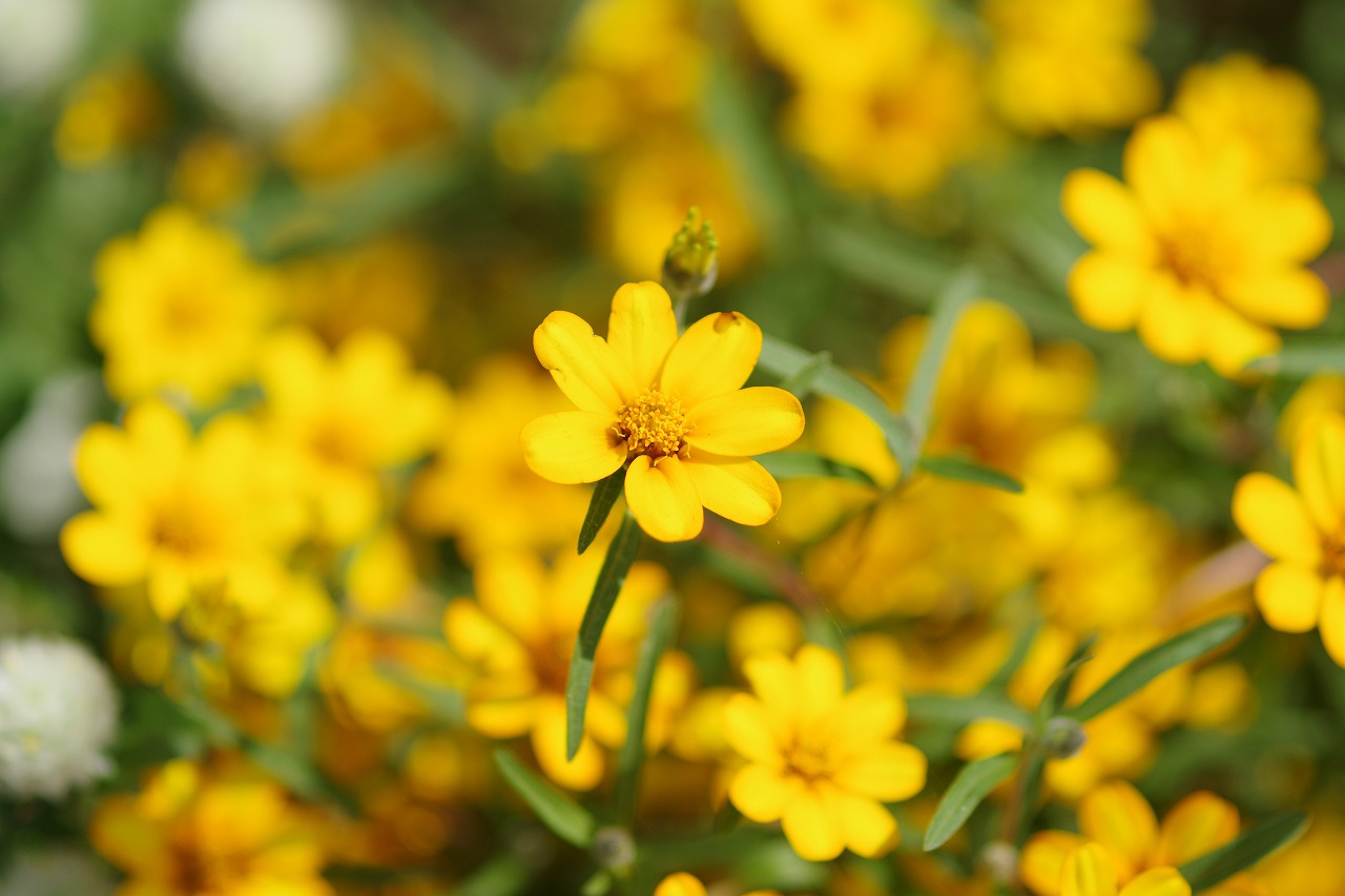 あしかがフラワーパークの花々