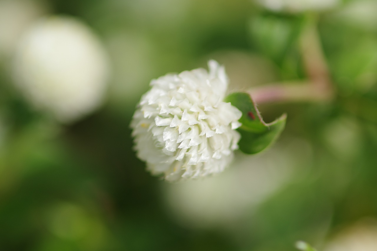 あしかがフラワーパークの花々