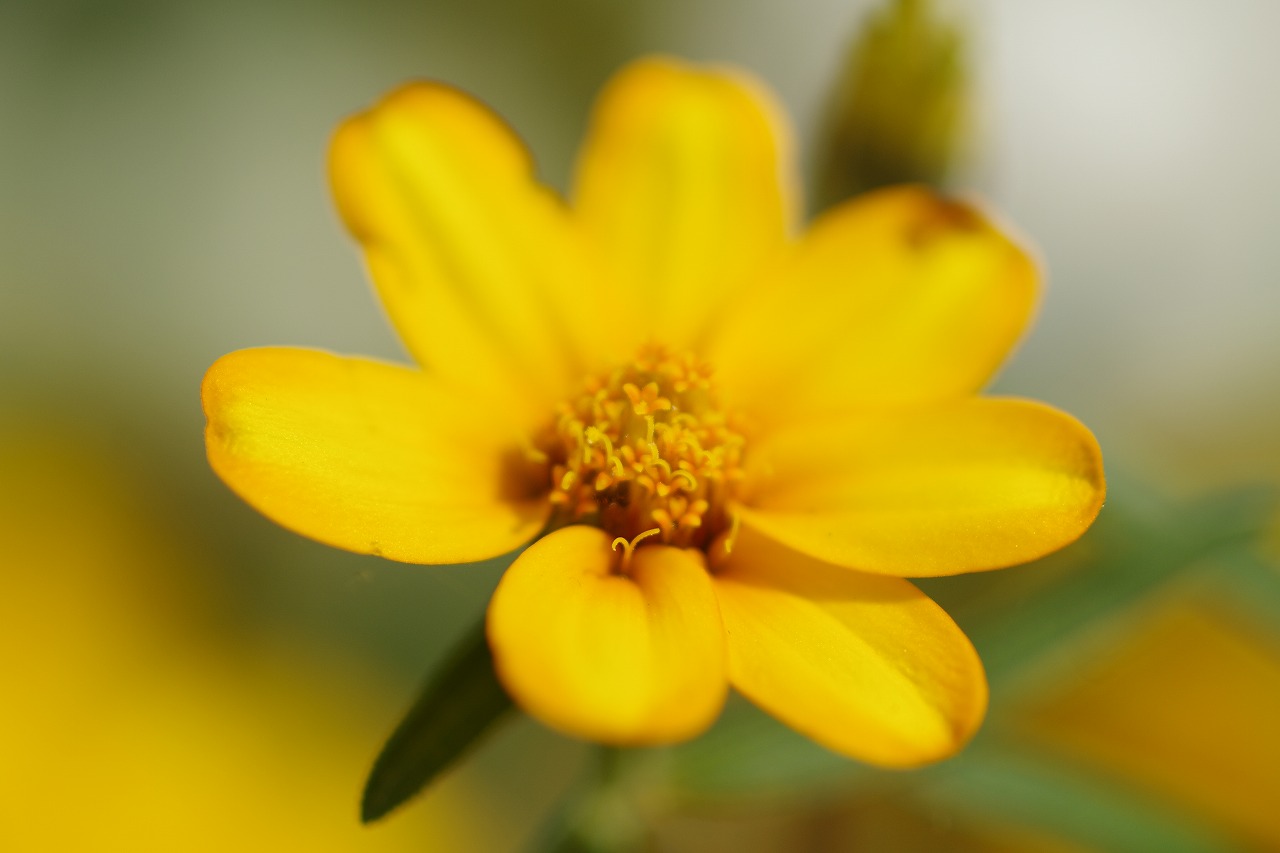 あしかがフラワーパークの花々