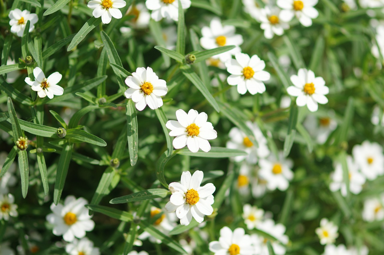 あしかがフラワーパークの花々
