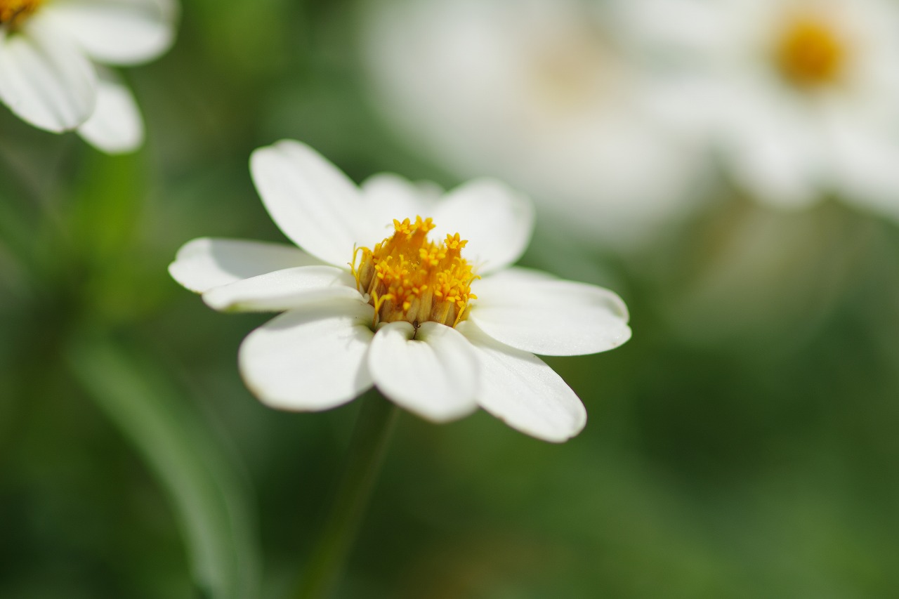 あしかがフラワーパークの花々