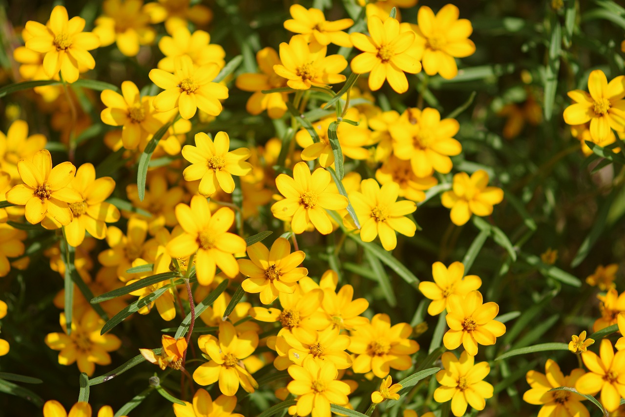 あしかがフラワーパークの花々