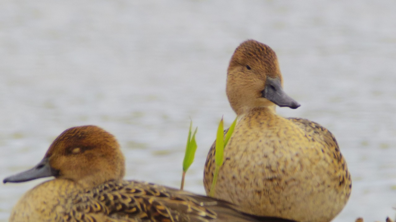 あしかがフラワーパークの花々