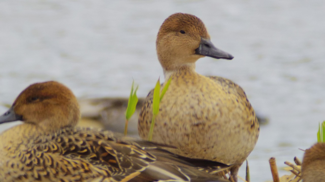 あしかがフラワーパークの花々