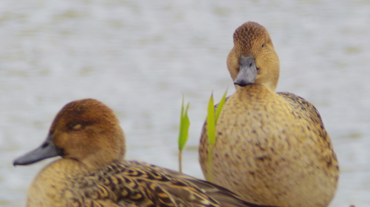 あしかがフラワーパークの花々
