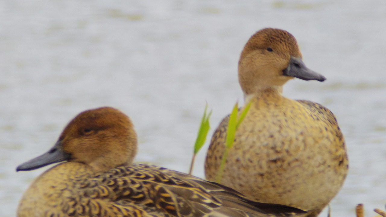 あしかがフラワーパークの花々
