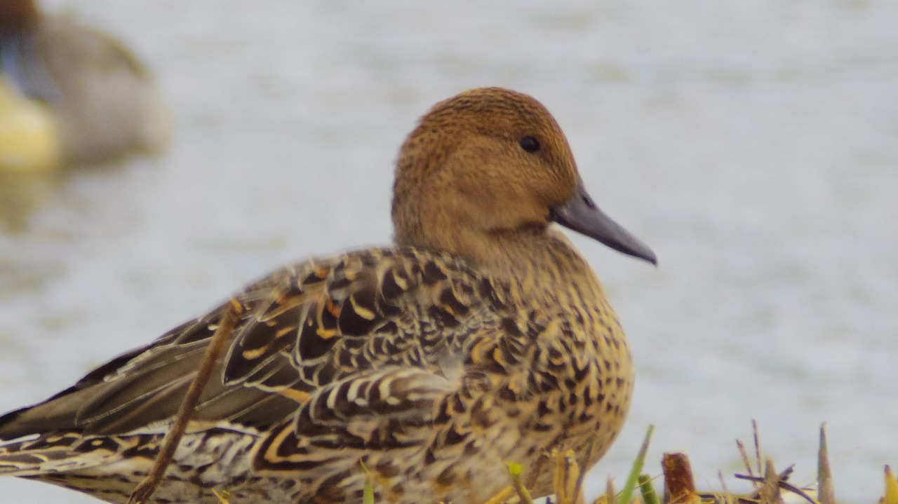 群馬県の邑楽町のガバ沼の鴨