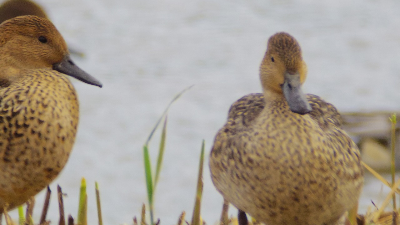 あしかがフラワーパークの花々