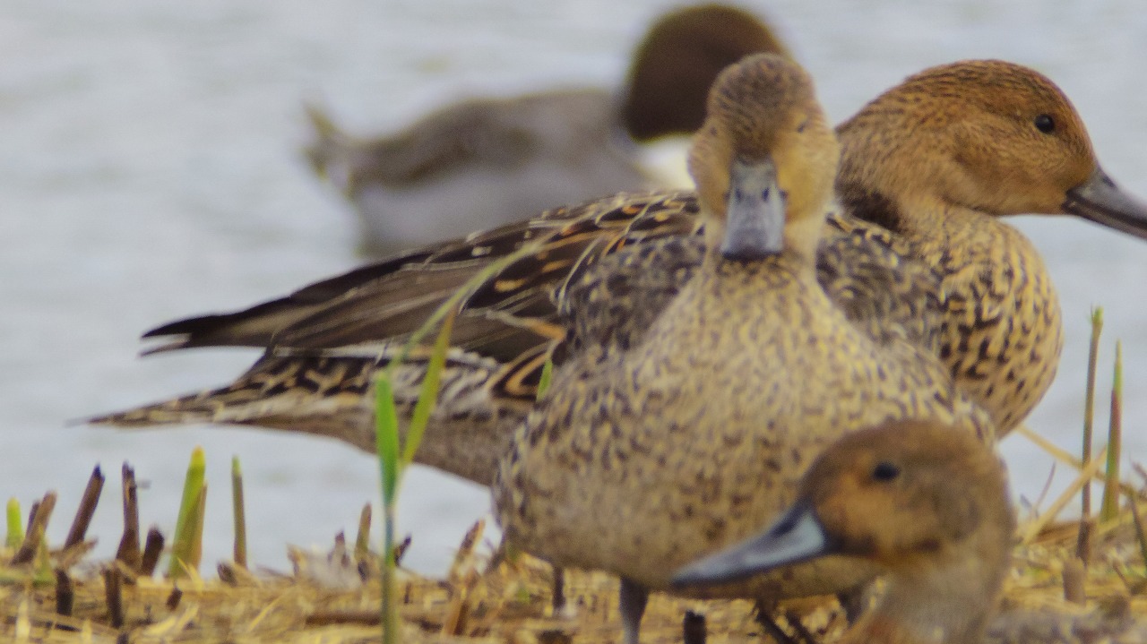 群馬県の邑楽町のガバ沼の鴨