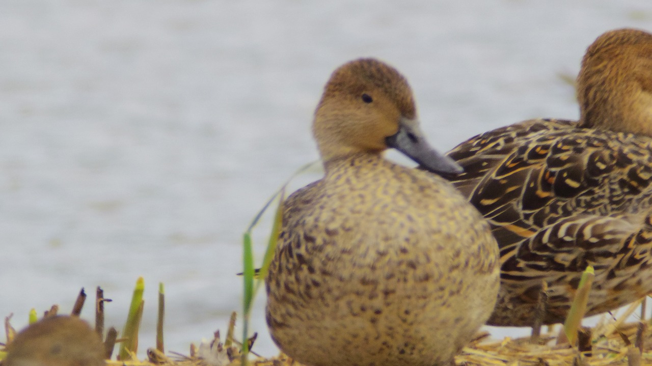 あしかがフラワーパークの花々