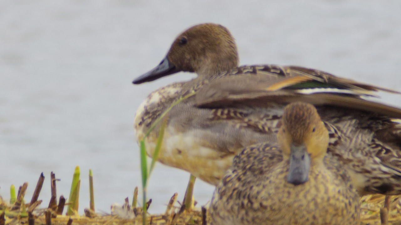 群馬県の邑楽町のガバ沼の鴨