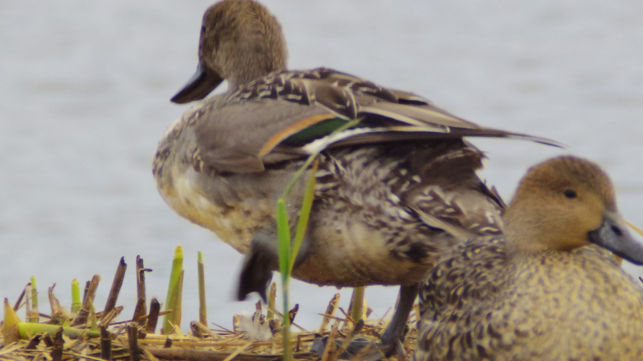 あしかがフラワーパークの花々
